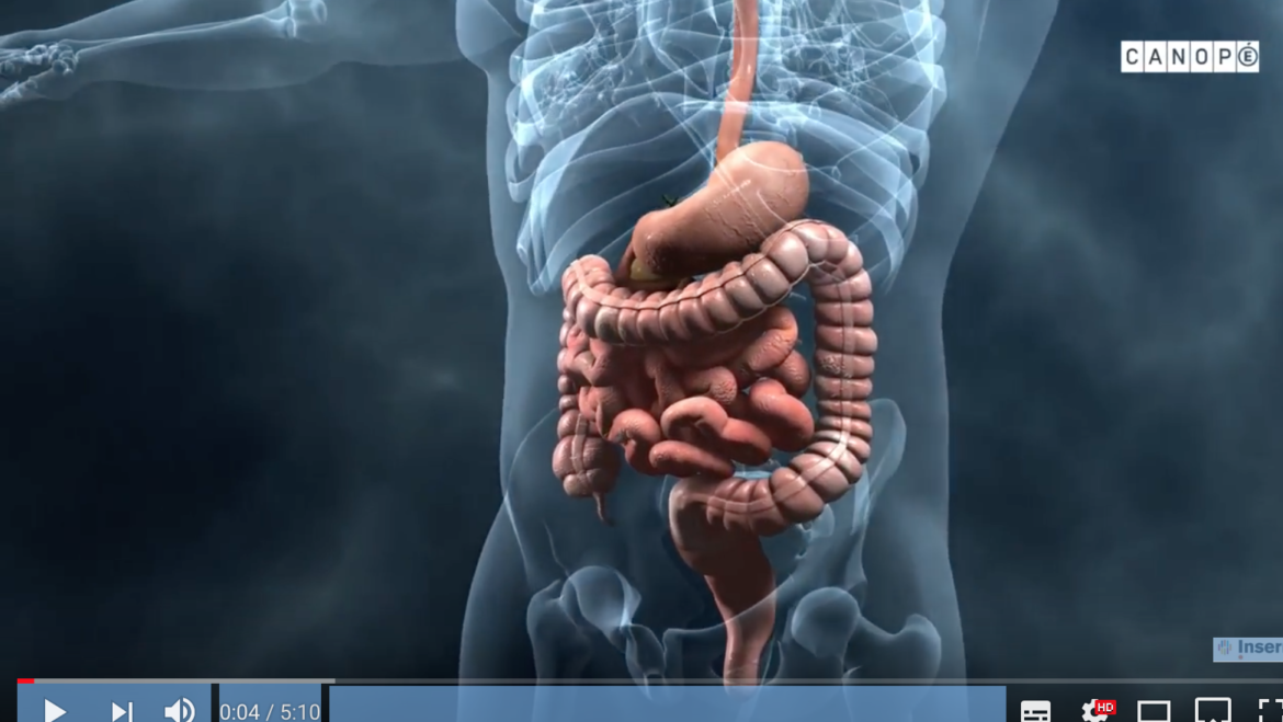 Corpus : Au cœur des organes. Le microbiote intestinal